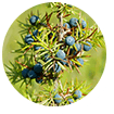 juniper berries